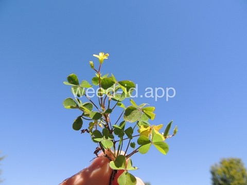 woodsorrel, creeping